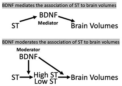 Sedentary behavior, brain-derived neurotrophic factor and brain structure in midlife: A longitudinal brain MRI sub-study of the coronary artery risk development in young adults study